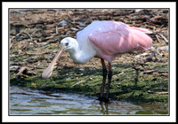 Roseate Spoonbill