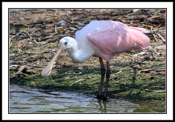 Roseate Spoonbill