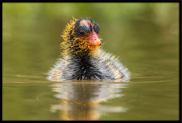 Coot Chick