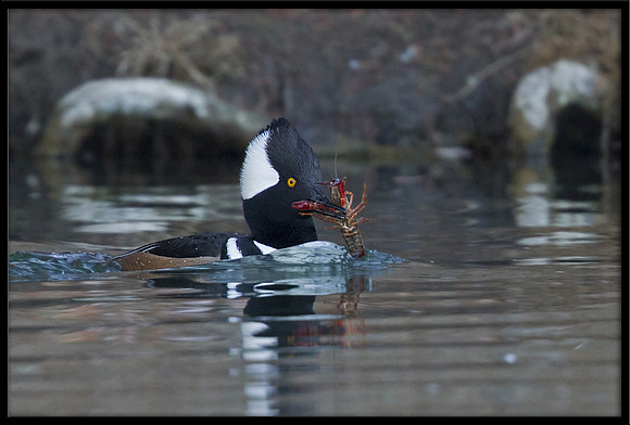Hooded Merganser with Crayfish