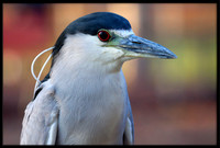 Black-crowned Night Heron - adult