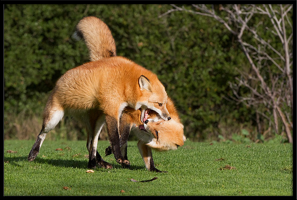Red Foxes Fighting