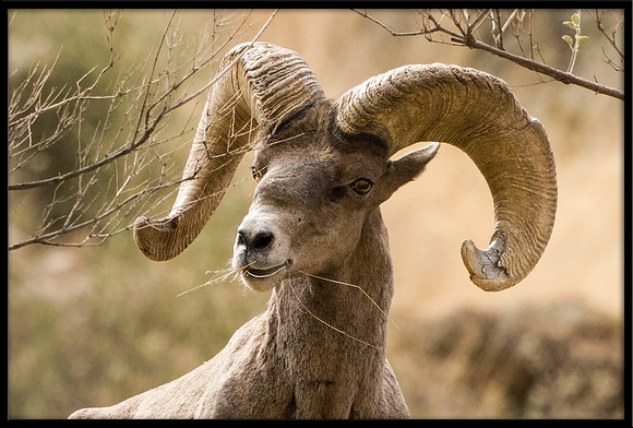 Desert Bighorn