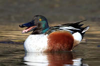 Northern Shoveler
