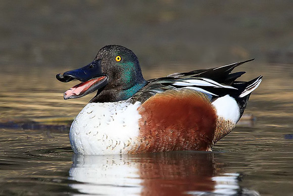 Northern Shoveler