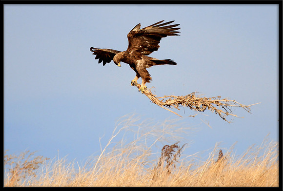 Golden Eagle