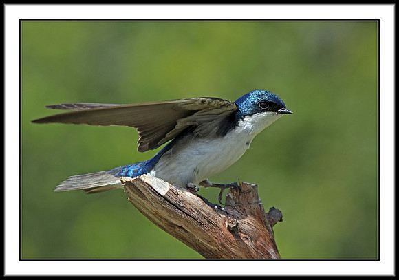 Tree Swallow