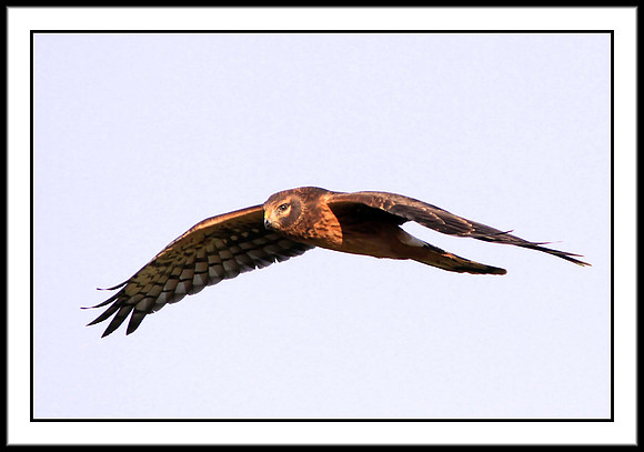 Northern Harrier (juvenile)