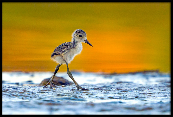 Black-necked Stilt chick