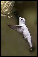 Leucistic Anna's Hummingbird