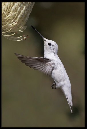 Leucistic Anna's Hummingbird