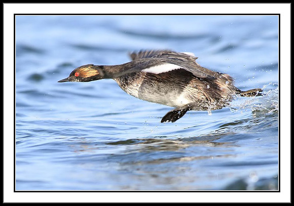 Eared Grebe