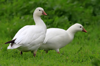 Ross's Geese