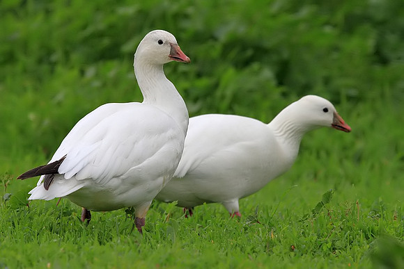 Ross's Geese