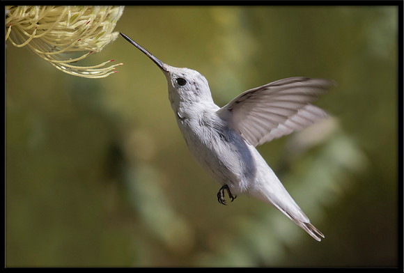 Leucistic Anna's Hummingbird