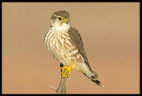 Merlin