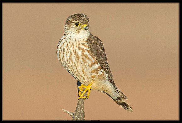 Merlin