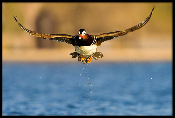 Mandarin Duck
