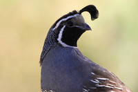 California Quail