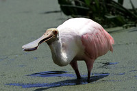 Roseate Spoonbill