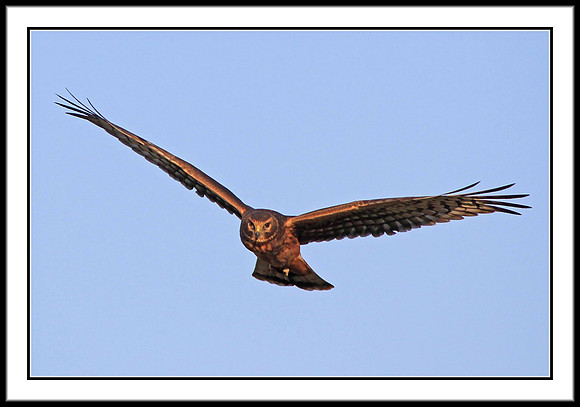 Northern Harrier (juvenile)