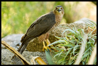 Cooper's Hawk