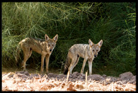 Coyote
