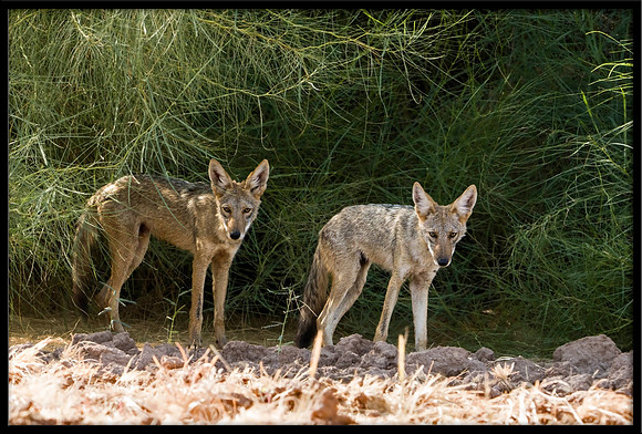 Coyote