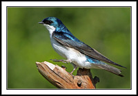 Tree Swallow