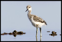 Avocet chick