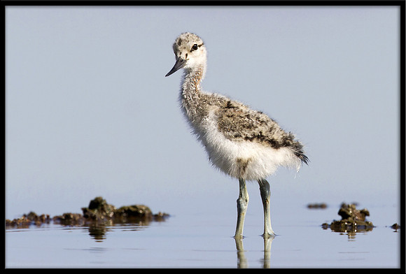 Avocet chick