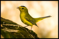 Wilson's Warbler