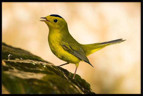 Wilson's Warbler