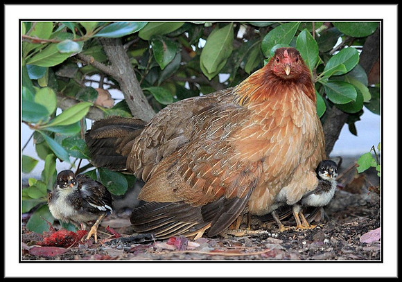 Mom and Chicks