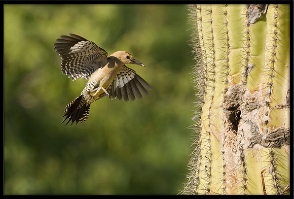 Gila Woodpecker bringing food to nest