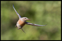 Western Bluebird with food for young