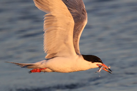 Tern with fish