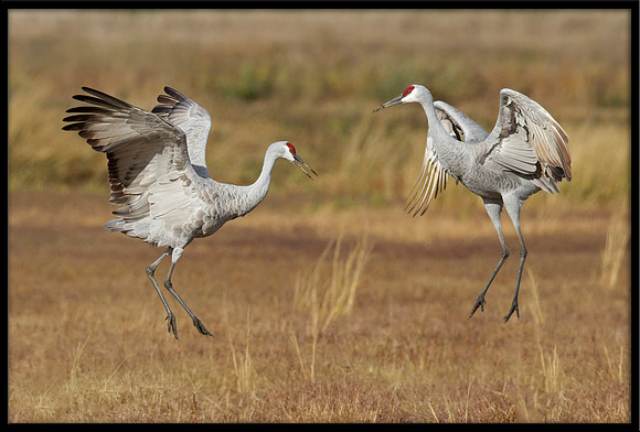 Sandhill Cranes dancing ritual