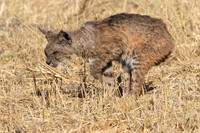 Bobcats