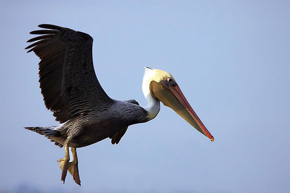 Brown Pelican