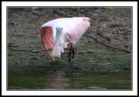 Roseate Spoonbill