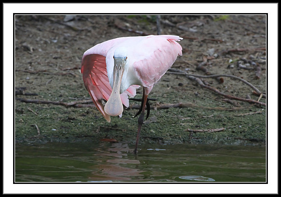 Roseate Spoonbill