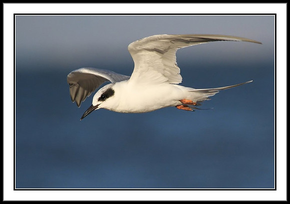 Forster's Tern
