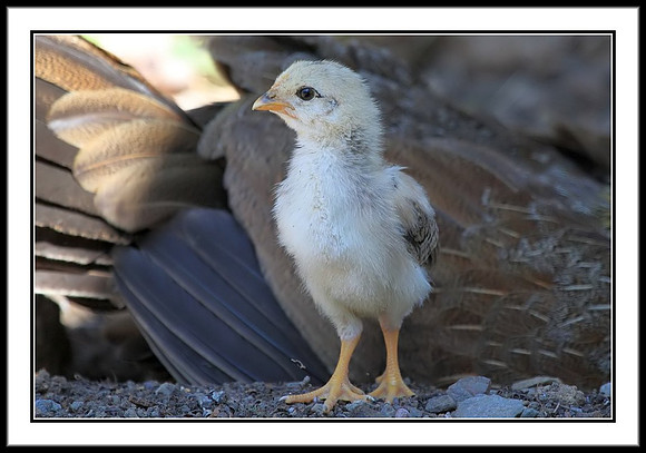 Chick