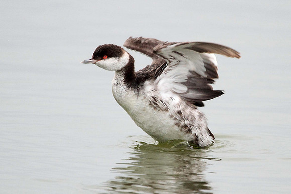 Horned Grebe