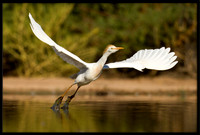 Western Cattle Egret