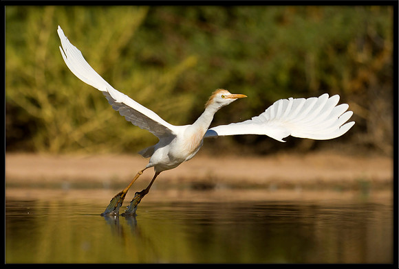 Western Cattle Egret