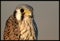 Kestrel