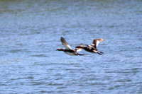 Eared Grebe