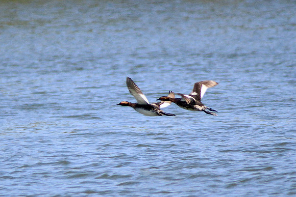 Eared Grebe